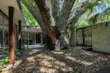 The home wraps around a 350-year-old oak tree.
