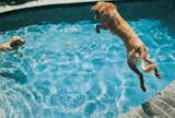The Sharing Economy Has Moved to Backyard Rentals—for Your Dog