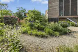 Birch trees are peppered throughout the garden.