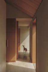 Boswell the whippet inspects the oak laminate doors.