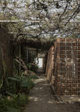 A canopy of native plants mitigates sun exposure in the corridor connecting the six units.