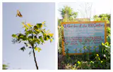 Seeds and cuttings were sourced by Rotglow Research Farm from forests across South Louisiana. Delta Flora, a native-plant nursery, facilitated the understory and Schmelly's Dirt Farm provided the soil.