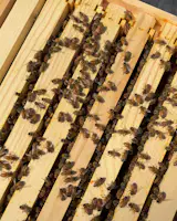 Bees buzz on the top of the hive’s removable frames. 