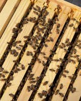 What to Expect If You Want to Be a Backyard Beekeeper