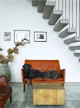 #labs #chocolatelabs #stairs #choppingblock  Photo 7 of 16 in Interior Design by Huaisi Cen from Pets