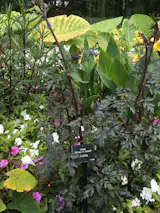 Cantigny park's botanical gardens are fantastic. World War I veteran, Colonel Robert R. McCormick, lead the "Battle of Cantigny" in 1918 France. He returned to Illinois and renamed his estate Cantigny and built the gardens.