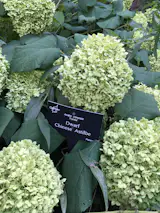 Cantigny park's botanical gardens are fantastic. World War I veteran, Colonel Robert R. McCormick, lead the "Battle of Cantigny" in 1918 France. He returned to Illinois and renamed his estate Cantigny and built the gardens.