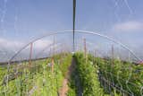 They also continuously source from small indie farms in both Marin County and Santa Cruz.