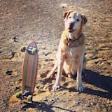 #skateboards
#skatedecks
#reclaimed
#repurposed