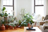 Many of the plants in the apartment were purchased at Sprout Home and Crest Hardware in Brooklyn. Cecilia, who is also a ceramic artist, made some of the planters, while others are picks from some of her favorite ceramicists.  Photo 3 of 7 in 500 Square Feet Is Just Right in Greenpoint