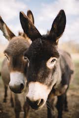 Miniature donkeys and alpacas roam the land freely.
