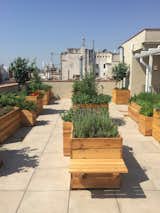 The newly opened rooftop terrace features a fragrant garden that was created by&nbsp;Alejandra Coll. The ingredients grown here will be used at the restaurants and bars in the hotel.