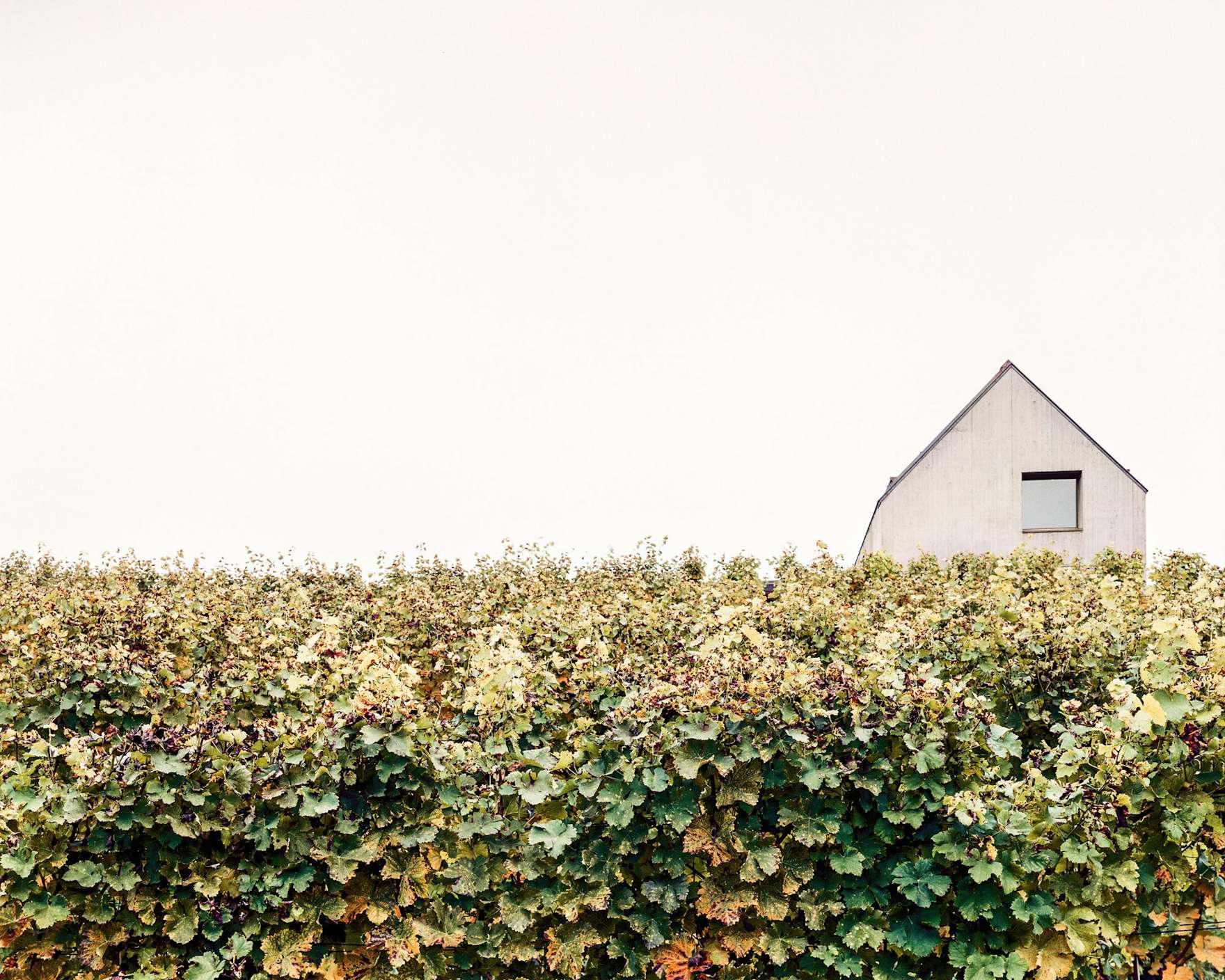 Photo 2 of 15 in A Former Wine Press House a Modern Vineyard