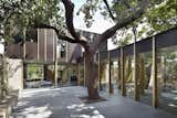 Outdoor, Large, Concrete, and Pavers  Outdoor Pavers Large Photos from This Modern Courtyard Home Celebrates a 100-Year-Old Tree