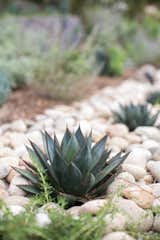 blue agave  Photo 10 of 28 in Paint It Black! by SFGirlbyBay