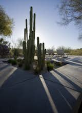 #modern #moltzresidence #ibarrarosanodesignarchitects #architecture #landscape #exterior #arizona #backyard #outdoor #seatingdesign #loungechair #concrete