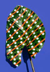 #designcrush #SarahIllenberger #wonderplants