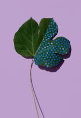 #designcrush #SarahIllenberger #wonderplants