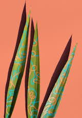 #designcrush #SarahIllenberger #wonderplants