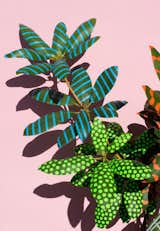 #designcrush #SarahIllenberger #wonderplants