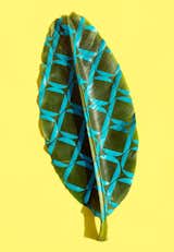 #designcrush #SarahIllenberger #wonderplants