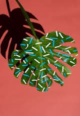 #designcrush #SarahIllenberger #wonderplants