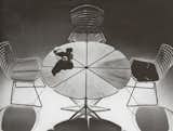 #Knoll #PetalCollection #RichardSchultz