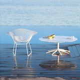 #Knoll #PetalCollection #RichardSchultz