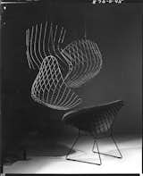 Outake from an advertisement for the Bertoia Diamond Chair. Photograph by Herbert Matter. Image from the Knoll Archive.  Photo 2 of 15 in Making Bertoia