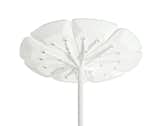 Queen Anne's Lace inspired the final form of the Petal Collection.