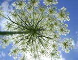Queen Anne's Lace inspired the final form of the Petal Collection.