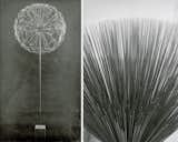 Black &amp; white photographs of Harry Bertoia's Sonambient sculptures.