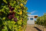 Photo 1 of 10 in Modern-Shed Vineyard Office by Modern Shed, Inc