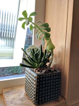 Special touches like plants help Airbnb guests feel at home