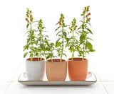 Summer Planter Set
Seasonal Collection
Size: 3.25" dia., 3.25"; 6" x 12" tray
Our Summer Planter Set is a great way to get things growing on your windowsill, patio, desk, or kitchen counter. We’ve adapted our classic modern cup shape to include a hole at the bottom for drainage. This set includes three planters, each featuring glossy Cayenne interiors, with one each of Opaque White, Sunrise, and Tangerine exteriors; and a 6x12 tray in Opaque White as a base. It’s a winning combination of beauty and function. Get ’em while they’re hot! These glazes and shapes are limited editions.

Shop the collection here:
http://www.heathceramics.com/summer-planter-set

#heath #heathceramics #summer #planter #set #seasonal  
