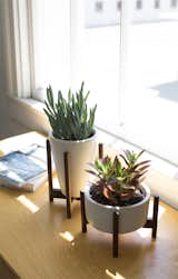 Case Study® Desk Top Ceramic Planters with Wood Stand