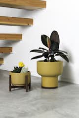 Modernica Case Study® Ceramics, now available in Mustard.