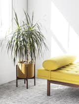 Modernica Case Study Ceramic Cylinder planter in mustard with yellow couch