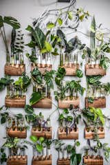 A living wall Carter created using plant cuttings set in custom glass tubes and wood cradles or holders manufactured in Baltimore.