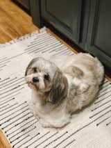Kitchen, Colorful, and Laminate Bailey, a two-year-old Maltese and Shih Tzu mix, poses in the kitchen and helps make the tiny house a home.  Kitchen Laminate Photos from Budget Breakdown: Two Travel Therapists Build a Tiny Home-on-Wheels for $24K