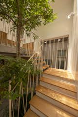 Sunlight interacts with the carambola tree, casting shadows onto the wooden stair treads.
