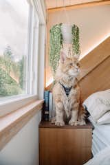 In the bedroom, Vince and Ayşe's cat perches on a built-in nightstand crafted from Douglas fir and walnut.