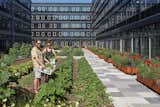 Residents will be able to havest their own crops under the direction of a  Photo 7 of 8 in 3 New York City Residential Projects That Feature DIY Urban Gardens