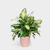 Related to the philodendron, the dieffenbachia contains the same oxalate crystals. However, unlike philodendrons, dieffenbachia ingestion usually produces only mild-to-moderate symptoms. If a leaf is chewed, it can cause a oral irritation, intense burning, and irritation of mouth, tongue and lips, excessive drooling, difficulty swallowing, and vomiting. Other names include charming dieffenbachia, giant dumb cane, tropic snow, dumbcane, exotica, spotted dumb cane, and exotica perfection.&nbsp;