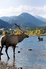 With 2,400 elk “residents;” and a burgeoning moose population —if you are lucky, you might just run into a family of wildlife hanging out.  Photo 2 of 10 in Why Estes Park, Colorado, Should be Your Next Nature-Filled Getaway