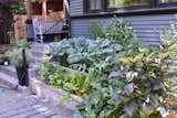 The family has been gathering produce from the "corona garden."