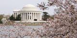 The Thomas Jefferson Memorial viewed across in the Tidal Basin during the Cherry Blossom Festival in Washington DC