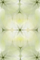 Spiroflower by Moooi Works ∙ moooi carpets