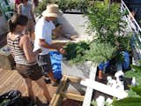  pulltab’s Saves from what it takes to build a roof garden in nyc