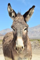 #donkey #desert #landofextremes #deathvalley 